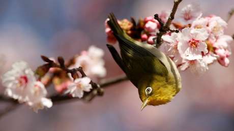 Identifican dos nuevas especies de pájaro ojiblanco en Indonesia