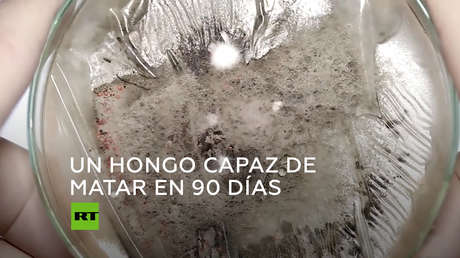 El hongo infeccioso mortal 'Candida auris', que ya ha sido detectado en 32 países