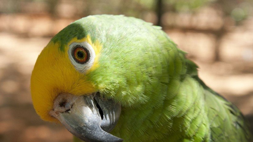 Un ecólogo venezolano gana el 'Oscar verde' por ayudar a conservar un loro en peligro de extinción