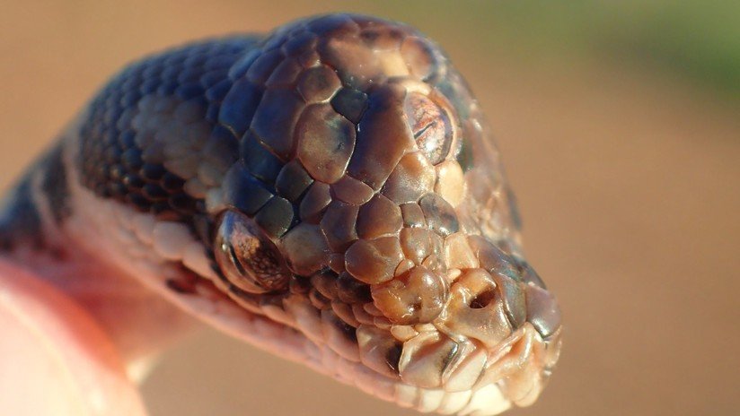 FOTOS: Hallan en Australia una serpiente con tres ojos