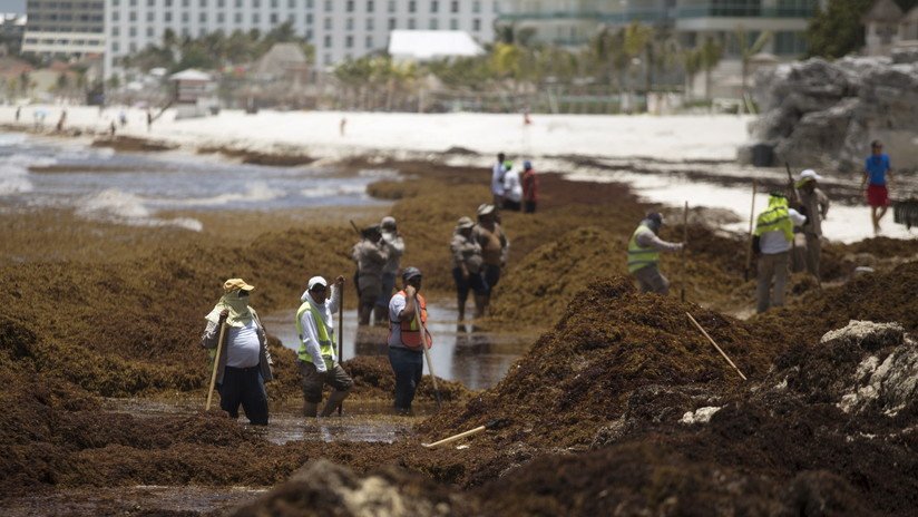 México crea grupo de trabajo para atender crisis del sargazo en playas del Caribe