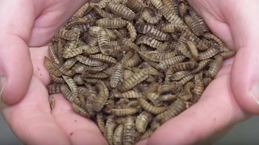 VIDEO: Helado de leche de insecto, el nuevo 'superalimento' respetuoso con el medio ambiente