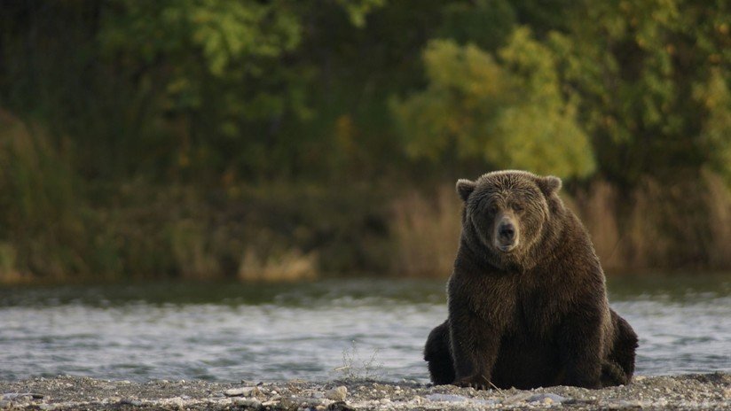 EE.UU.: Una pareja descubre a un oso metido en el jacuzzi durante las vacaciones (FOTOS)