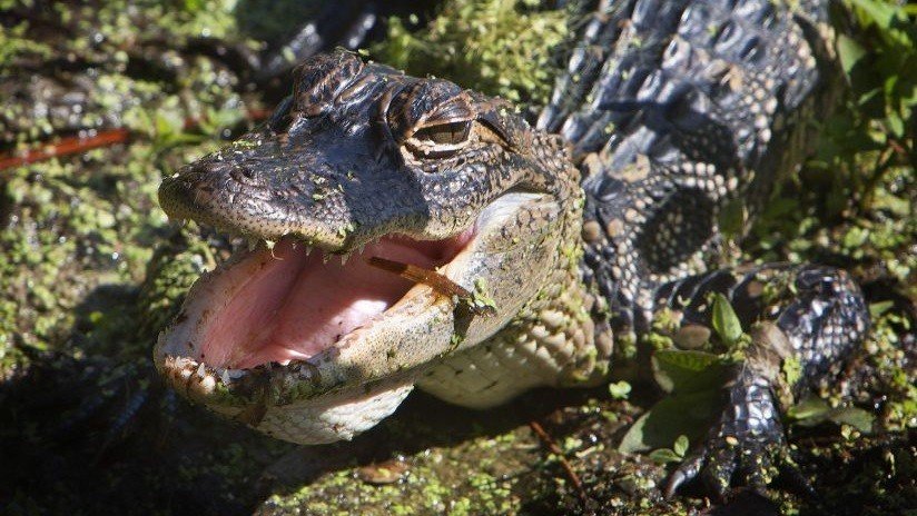 FOTOS: Serpiente lucha por su vida entre los dientes de un caimán