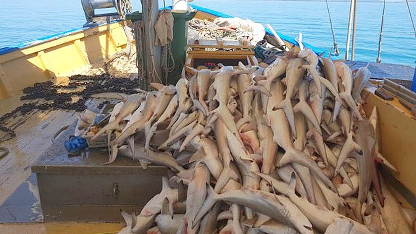 FOTOS: Redes pesqueras provocan una matanza de tiburones en la Gran Barrera de Coral australiana