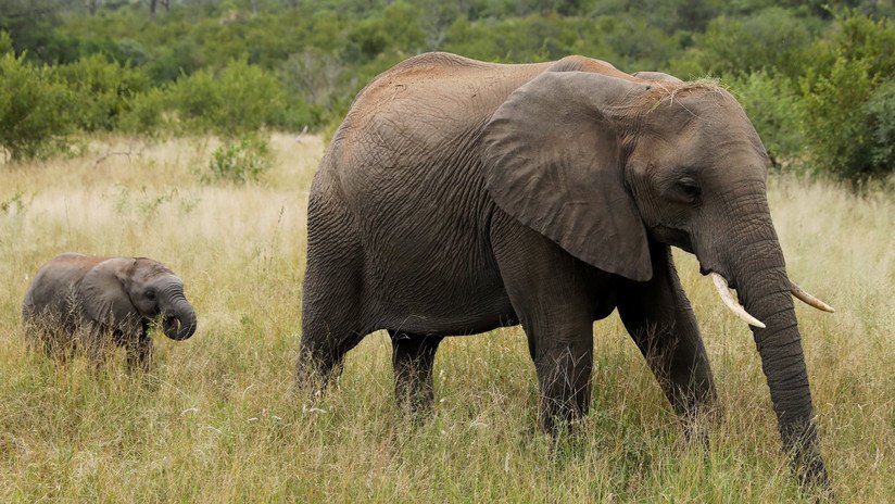 Un soldado británico muere embestido por un elefante durante una operación contra furtivos en Malaui