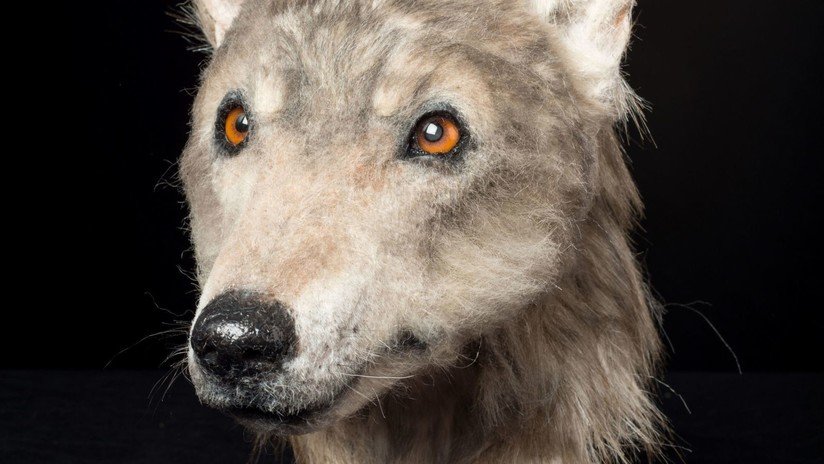 FOTO: Innovadora recreación de la cabeza de un perro revela misterios de un túmulo escocés