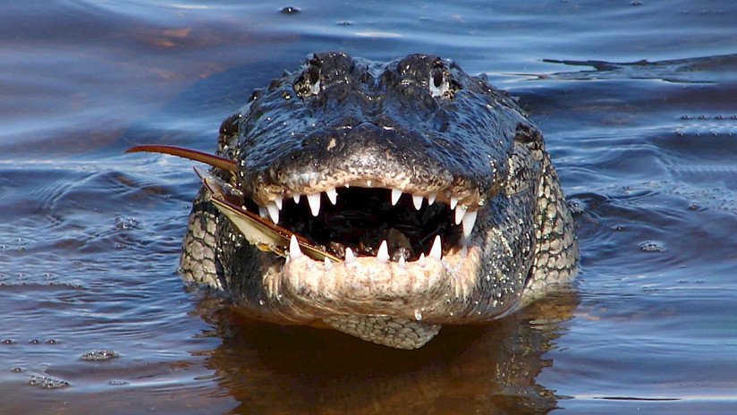FOTOS: Una serpiente trata de escapar de las fauces de un cocodrilo en Florida