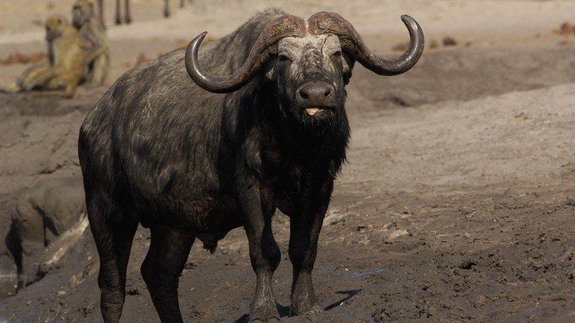 VIDEO: Valiente búfala se sacrifica ante el ataque de unos leones para salvar a su cría 
