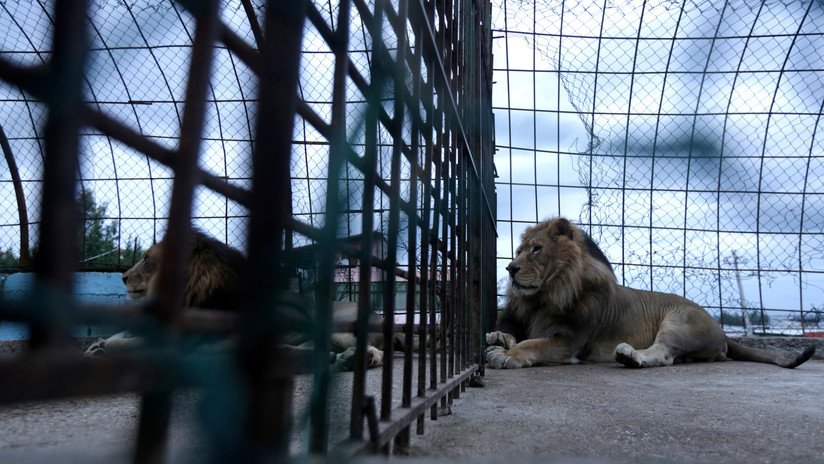 FOTOS: Hallan en centro de crianza de animales en cautiverio a 27 leones con sarna y otros felinos en "condiciones sucias y parasitarias"