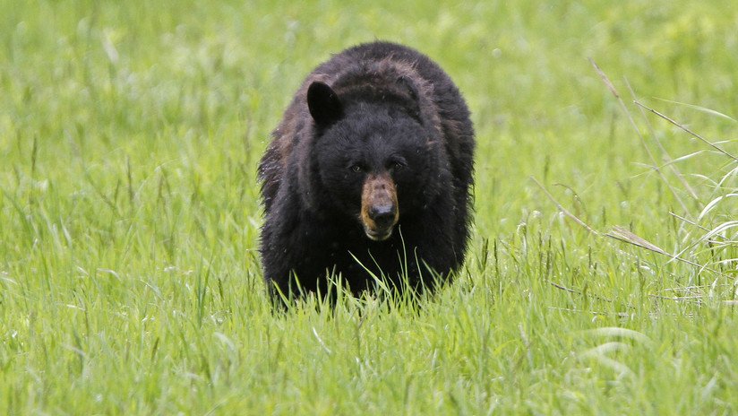 VIDEO: Escucha rugidos en su jardín y halla dos osos enzarzados en una sangrienta batalla