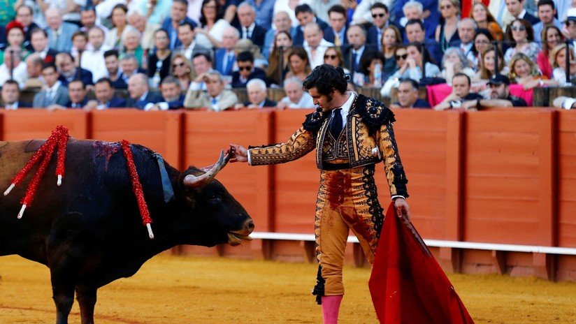 VIDEO: Torero limpia las lágrimas a un toro antes de matarlo y desata polémica en la Red