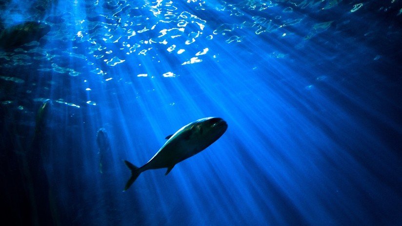 Descubren que los peces del mar profundo podrían distinguir colores en una oscuridad casi completa 