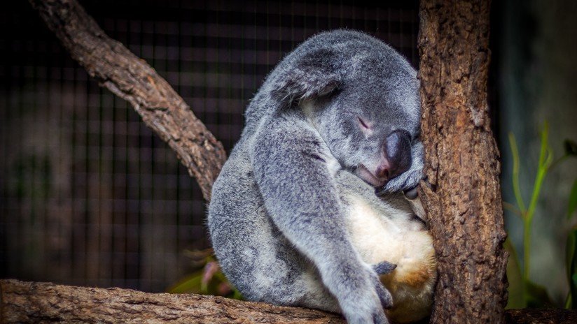 Una ONG anuncia que los koalas están ya "funcionalmente extintos"