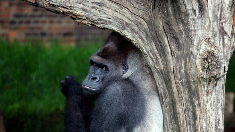 VIDEO: Gorilas idean plan para no mojarse por fuertes lluvias en un zoológico de EE.UU.