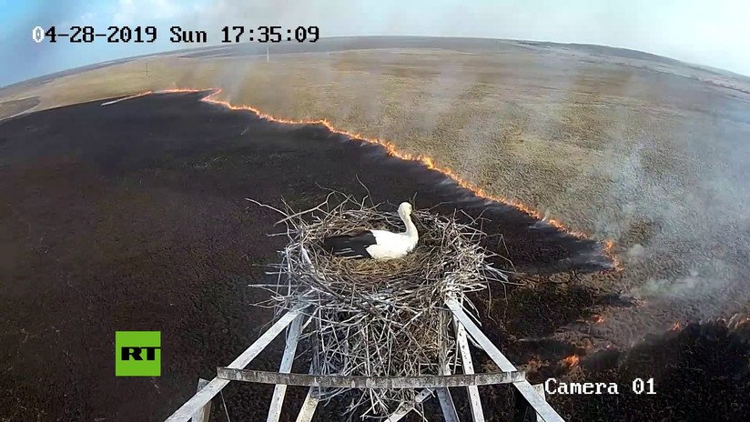 VIDEO: Una cigüeña permanece impasible en su nido durante un incendio protegiendo a sus futuros polluelos