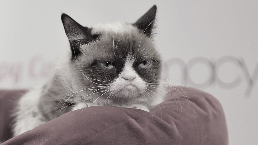 Fallece a los 7 años Grumpy Cat, la gata más famosa de Internet