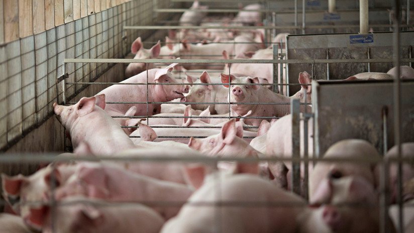 China reduce sus importaciones de cerdo de EE.UU. por la guerra de aranceles