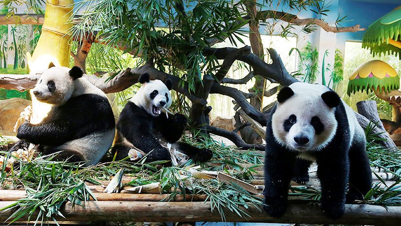 China crea una aplicación de reconocimiento facial para distinguir a los pandas