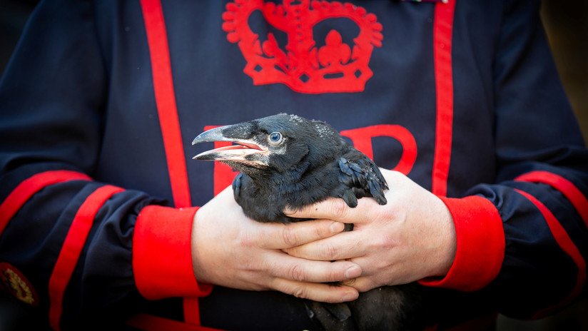 Los cuervos de la Torre de Londres 'salvan al país' al tener descendencia por primera vez en 30 años