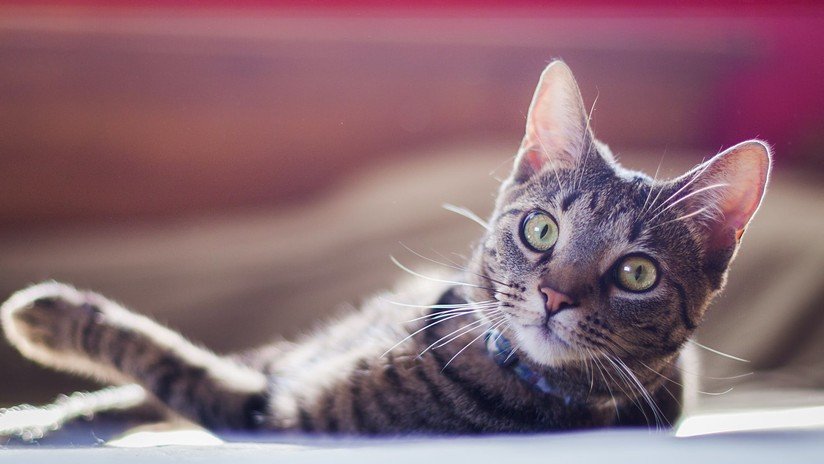 VIDEO: Un gato aficionado a las películas de acción no quita ojo a una batalla final y se hace viral en la Red