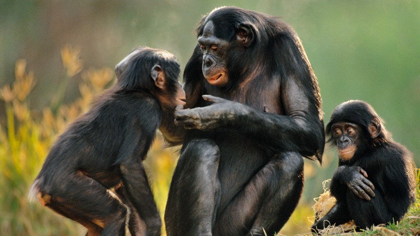 Una especie peculiar: las hembras de estos simios cuidan a sus hijos mientras estos se aparean
