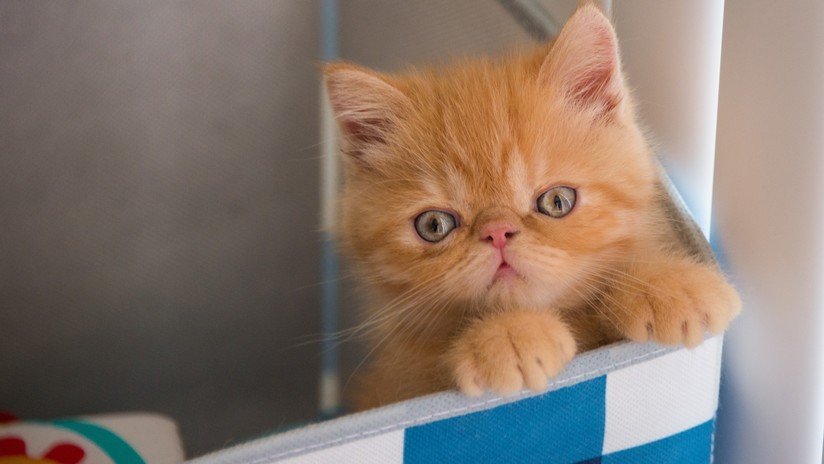 VIDEO: Una gata pierde la paciencia ante la indecisión de su cría y la empuja dentro de una caja de cartón