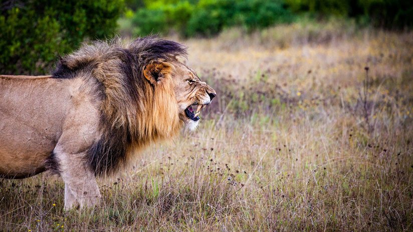 VIDEO: El feroz ataque de un león alfa que no quería compartir su presa