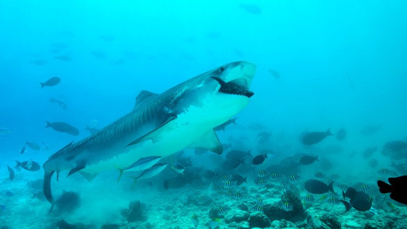 Estudio del vómito de tiburones muestra que se alimentan de un animal totalmente inesperado