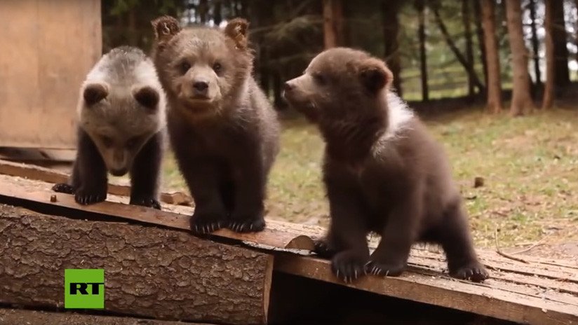 VIDEO: Dos cachorros de oso pardo huérfanos encuentran un nuevo hogar en un centro de vida silvestre en Rusia