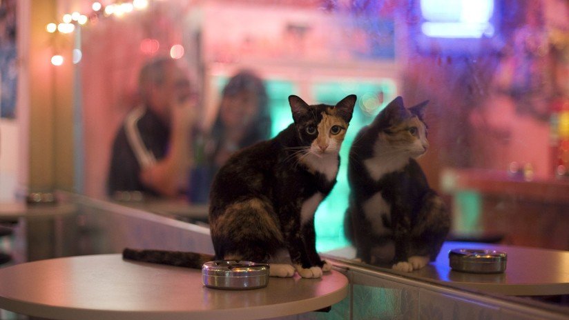 FOTO: Un gato que se mira en dos espejos a la vez desconcierta a la Red