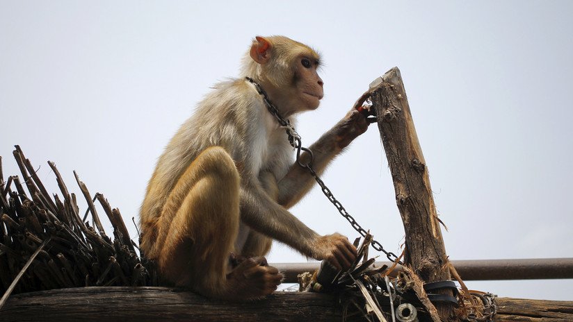 Atrapan a un mono que atacaba a los habitantes de una ciudad india