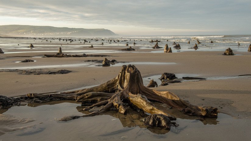 FOTOS: Una fuerte tormenta hace reaparecer un bosque prehistórico de hace 4.500 años en el Reino Unido