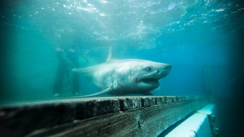 FOTOS: Avistan el primer gran tiburón blanco en aguas cercanas a Nueva York