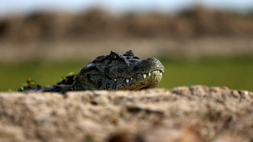 Encuentran muerto en México un cocodrilo asfixiado por una llanta 