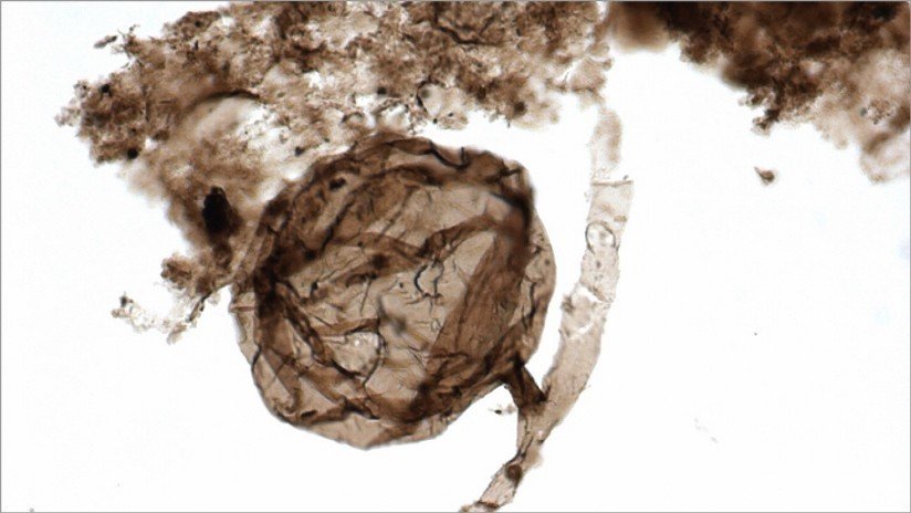 Hallan los fósiles más antiguos de vida multicelular en la Tierra