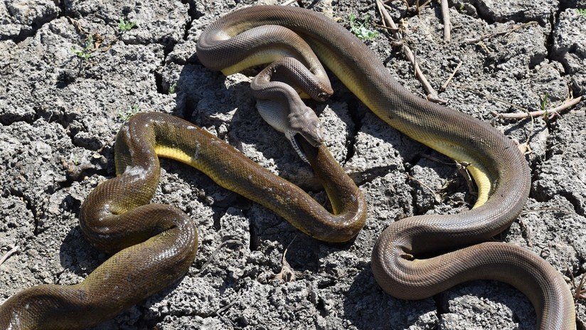 FOTOS: Una enorme pitón trata de comerse a otra serpiente más grande pero no puede con ella