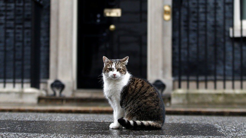 VIDEO, FOTO: Interrumpen el descanso del gato Larry de Downing Street ante el anuncio de dimisión de May 