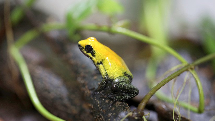 Colombiano decide criar sus propias ranas exóticas para hacer frente al comercio ilegal