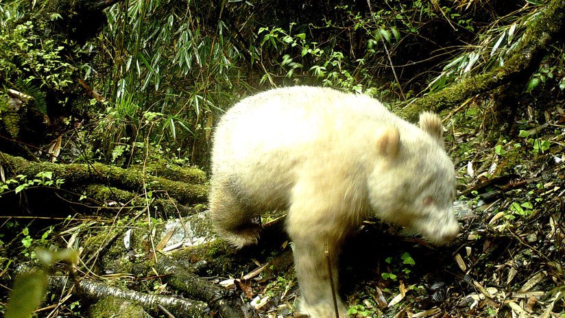 Captan por primera vez un raro panda gigante albino en China