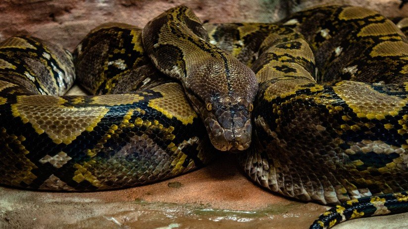 Nacen dos anacondas sin la participación de un macho durante la concepción