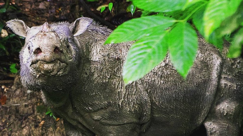 Muere Tam, el último rinoceronte macho de Sumatra que vivió en Malasia