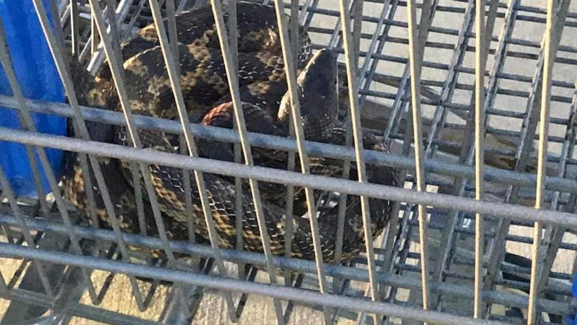 FOTOS: Una gran serpiente escondida en unos carritos de compras casi mata del susto a un empleado de Walmart