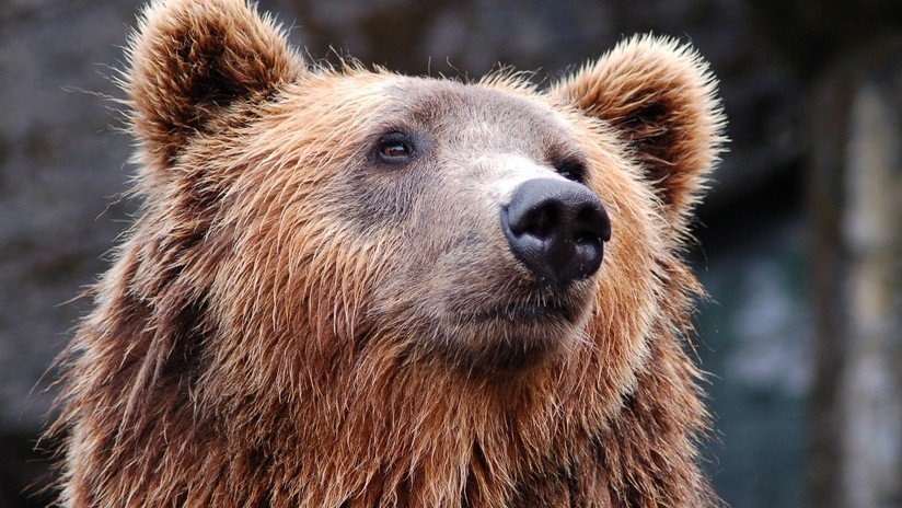 VIDEO: Un turista ruso comete un error imperdonable ante un oso salvaje