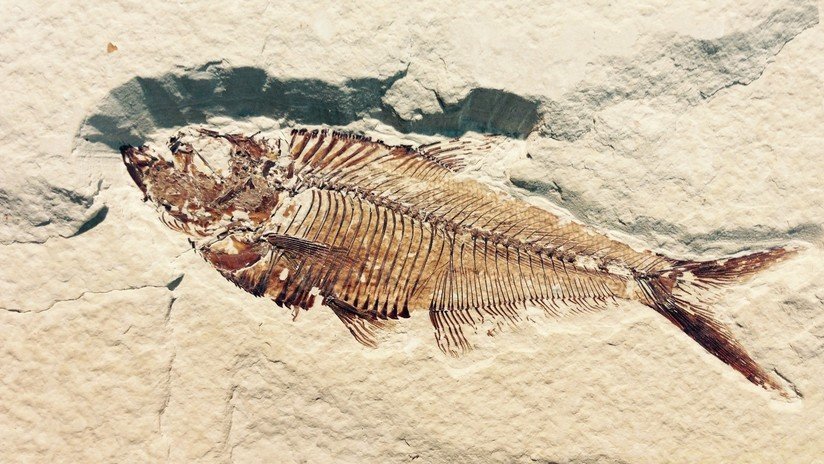 FOTO: Un fósil demuestra que los peces ya nadaban al unísono hace 50 millones de años