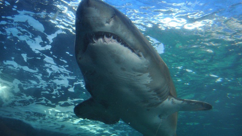 VIDEO: Un tiburón acecha a una nadadora en Florida