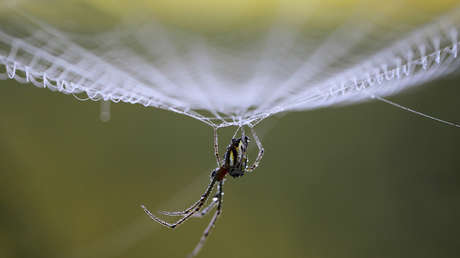 VIDEO: Hallan una araña que tejía su tela dentro del oído de un hombre