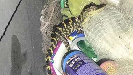 Una mujer saca un caimán de sus pantalones tras ser detenida por la Policía en Florida