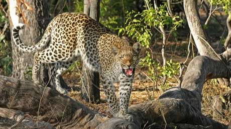 Un leopardo mata a un hombre cuando regresaba de un templo en la India