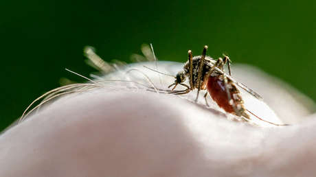 La OMS certifica que Argentina está libre de malaria: "Es un modelo para otros países"